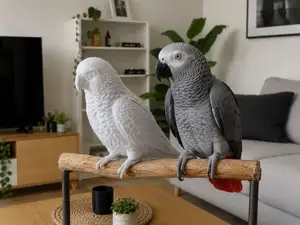 African Grey Parrot Figurine – Realistic Bird