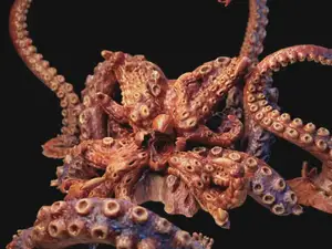 Kraken | Giant Squid