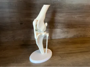Canine Stifle Model