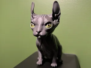 Chat Sphynx Dwelf (Oreilles recourbées) - NO AMS