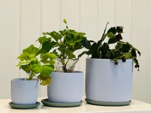 Three Different Wavy Planting Pots With Plates