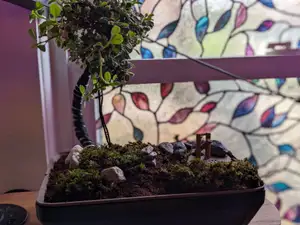 Self watering Bonsai Planter with indicator