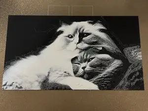 Hueforge Ragdoll and Scottish Fold