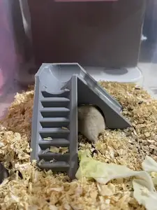 仓鼠滑滑梯,爬爬梯,Hamster slide