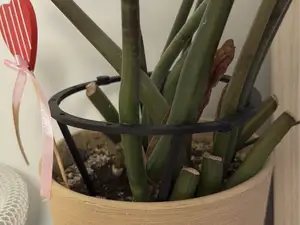 Plant Support Ring – Tool-Free, Snap-Fit Design