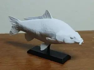 Carp Fish Mount