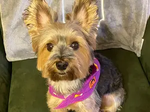 Yorkie Terrier