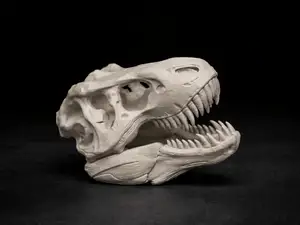 T-Rex Skull