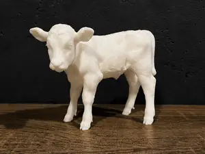 Calf - Cow - Animal 