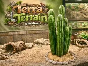 Terra Terrain – Saguaro Kaktus