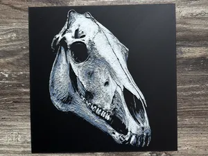 Horse Skull Series