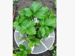 草莓托架