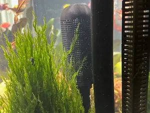Intake strainer for Fluval Shaker aquarium