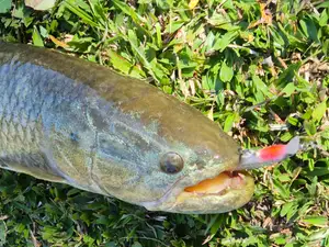 Suspending Jerkbait Minnow XR 80mm