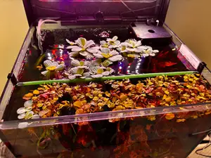 Aquarium floating plants section