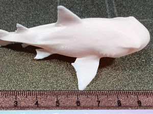 tiburon cabeza de toro2 