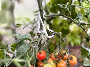 Doppelter Pflanzenhaken & Tomatenhaken Rispenhaken