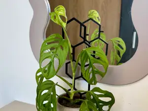Plant support Hexagonal stand