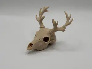 Reindeer skull