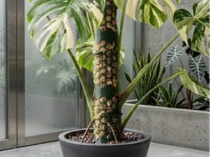 Jumbo Modular Moss Pole (58mm wide)
