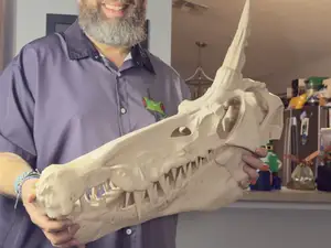 Spinosaurus mirabilis Skull – Half Scale (825mm)