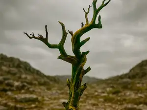 Baum B