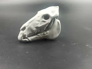 Horse skull