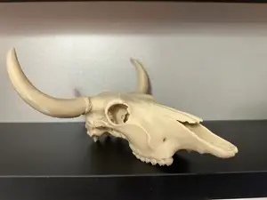 Bull skull