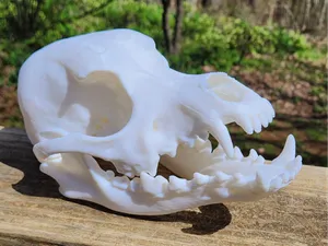Adult Canine Skull with Full Set of Teeth
