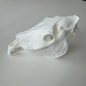 Horse Skull 3D Scan Fury