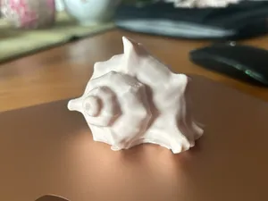 kleine Muschel Shell