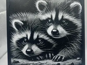 Baby Racoons