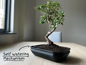 Self-watering Bonsai Planter Pot