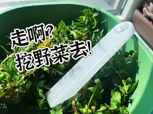 挖野菜铲刀 野菜 野菜铲 铲子 铲刀 结实耐用