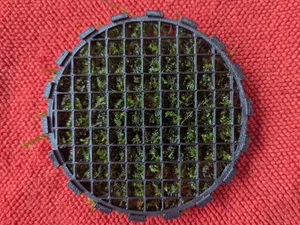 Moss plate cage aquarium 1 profile w small version