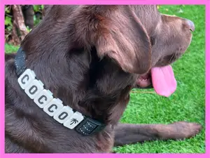 DoggyTags