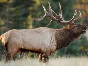CCT nxaʔamxčín Elk
