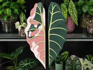 Alocasia Chantrieri Türgriff