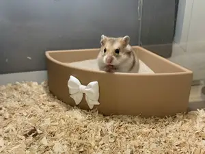 Hamsterbad