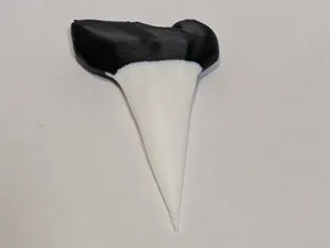 Simple Shark Tooth