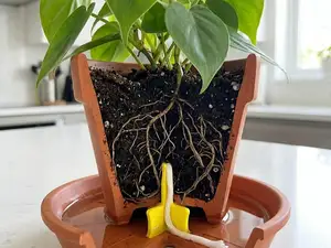 Self-Watering Plant Spikes for Vacation, with Wick