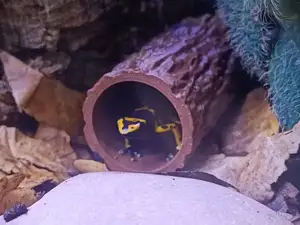 Frog Log Hide