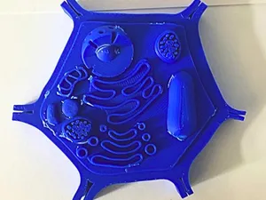 Plant Cell model Kit Card