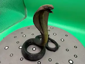 Cobra