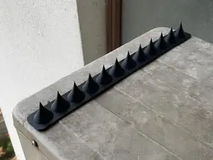 Bird Spikes