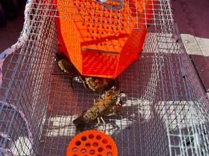 Crawdad Trap and bait box
