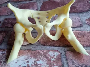 Human pelvis skeleton