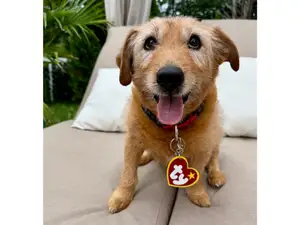 Beanie Babies Halloween dog tag TY with star