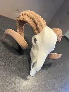 Ram Skull Horned Sheep Model / Widderschädel