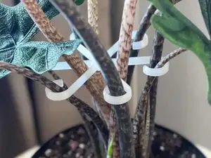 Flower hook (plant support)
